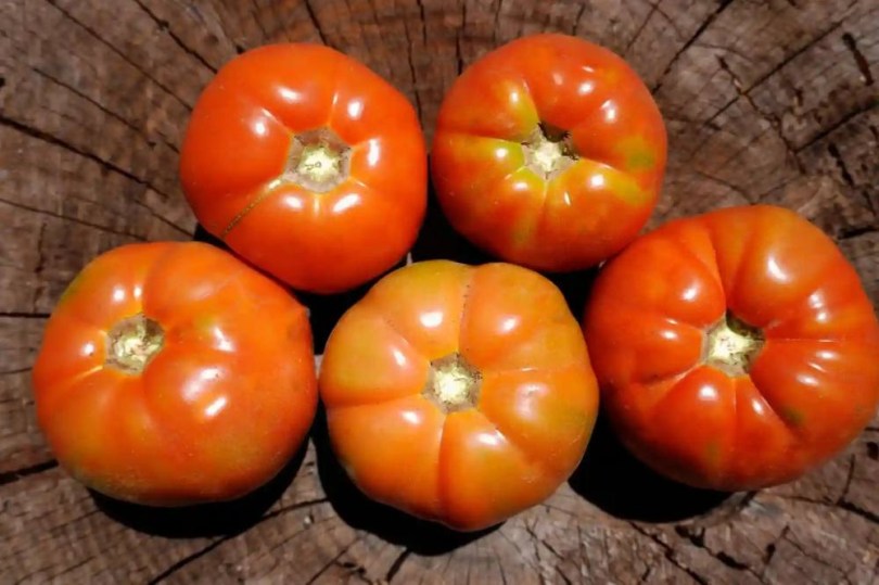 Valenciano Antiguo de Geldo paradicsom - spanyol tájfajta, Lycopersicum esculentum, paradicsom